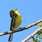 singing-bird